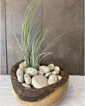 Load image into Gallery viewer, Air Plants and Summer Cocktails Workshop