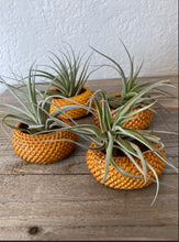 Load image into Gallery viewer, Air Plants and Summer Cocktails Workshop