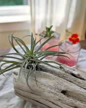 Load image into Gallery viewer, Air Plants and Summer Cocktails Workshop

