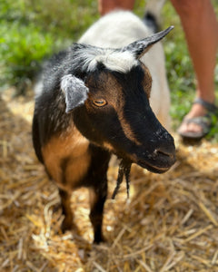 Kodama Farm's Goat Milk Soap